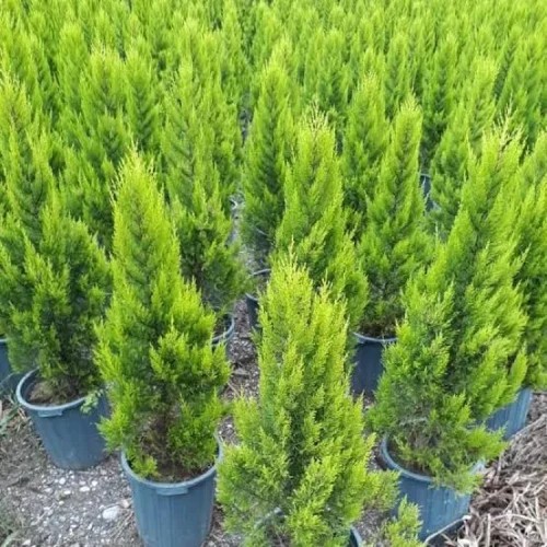 درخت کاج لاوسون