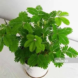 گل قهر و آشتی