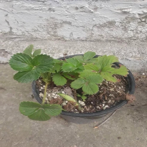 بوته توت فرنگی چهار فصل گلدانی