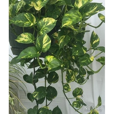 بوته پیتوس ابلق