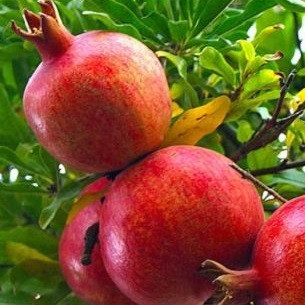 نهال انار واندرفول آمریکایی